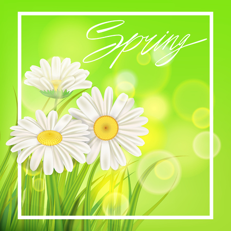 Spring chamomile background fresh green grassのイラスト素材