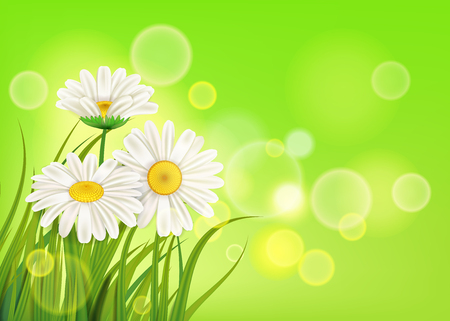 Spring daisies background fresh green grassのイラスト素材