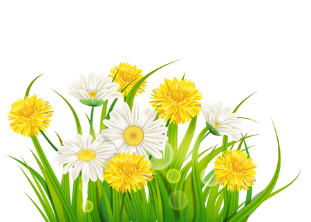 Spring daisies and dandelions background fresh green grassのイラスト素材