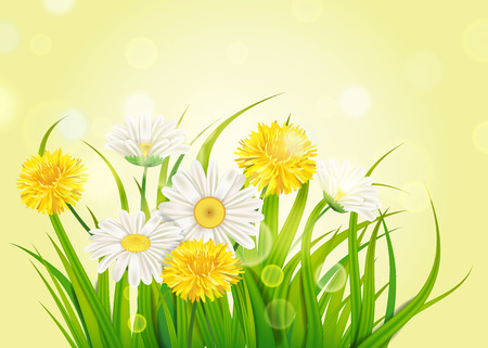 Spring daisies and dandelions background fresh green grassのイラスト素材