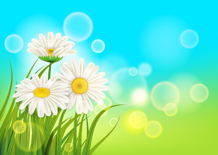 Spring daisies background fresh green grassのイラスト素材