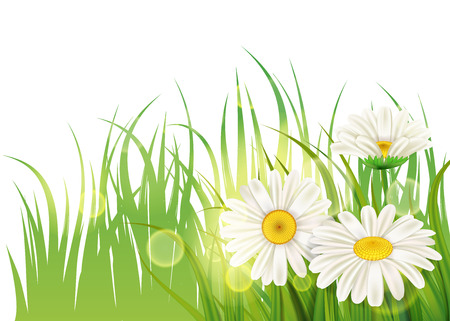 Spring flower daisy juicy, chamomiles green grass background Template for banners, web, flyer. Vector illustration isolated.のイラスト素材