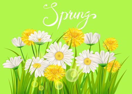 Spring daisies, chamomiles dandelions juicy green lettering. Spring grass background Template for banners, web, flyer. Vector illustration isolated.のイラスト素材