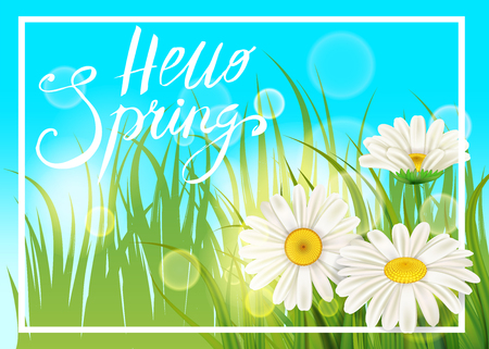 Spring daisies, chamomiles juicy green, lettering Spring, grass background Template for banners, web, flyer. Vector illustration isolated.のイラスト素材