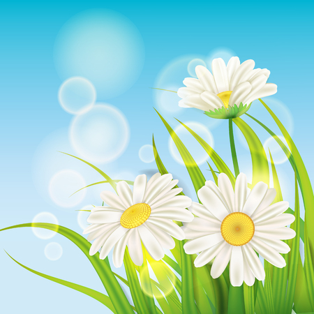 Spring daisies background fresh green grassのイラスト素材