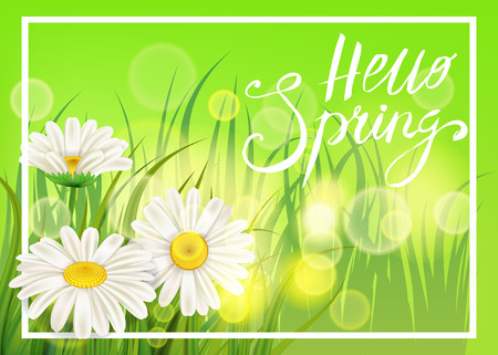 Spring daisies, chamomiles juicy green, lettering Spring, grass background Template for banners, web, flyer. Vector illustration isolated.のイラスト素材