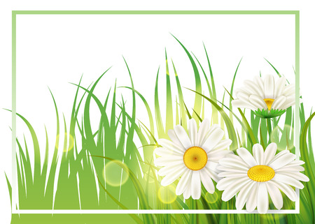 Spring flower daisy juicy, chamomiles green grass background Template for banners, web, flyer. Vector illustration isolated.のイラスト素材