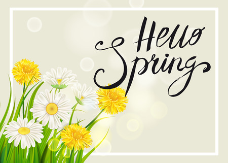 Spring daisies, chamomiles dandelions juicy green lettering. Spring grass background Template for banners, web, flyer. Vector illustration isolated.のイラスト素材