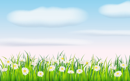 Spring field of flowers of daisies, chamomile and green juicy grass, meadow, blue sky, white cloudsのイラスト素材