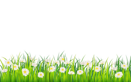 Spring field of flowers of daisies, chamomile and green juicy grass, meadowのイラスト素材