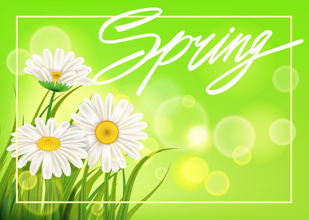 Spring daisies background fresh green grass, pleasant juicy spring colorsのイラスト素材