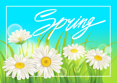 Spring chamomile background fresh green grassのイラスト素材