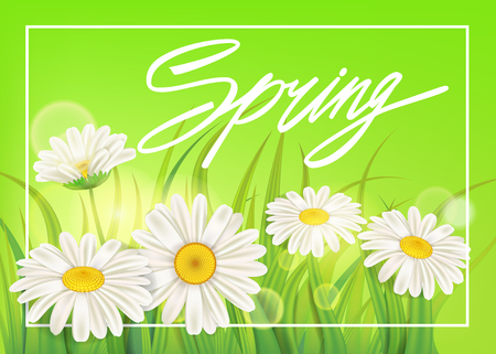 Spring chamomile background fresh green grassのイラスト素材