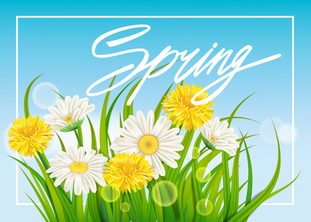 Spring daisies and dandelions background fresh green grass, pleasant juicy spring colorsのイラスト素材