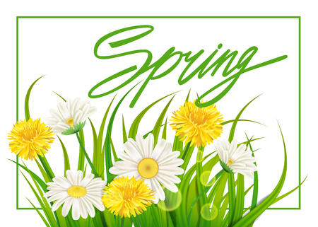 Spring daisies, chamomiles dandelions juicy green lettering. Spring grass background Template for banners, web, flyer. Vector illustration isolated.のイラスト素材