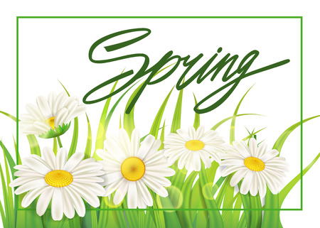 Spring chamomile background fresh green grassのイラスト素材