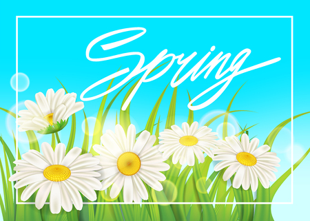 Spring chamomile background fresh green grassのイラスト素材