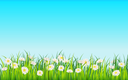 Spring field of flowers of daisies, chamomile and green juicy grass, meadow. Vector, illustration, isolated, template, banner, flyerのイラスト素材