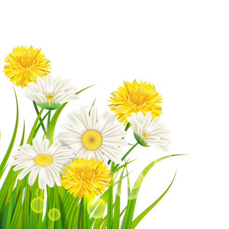 Spring chamomile and dandelions background fresh green grassのイラスト素材