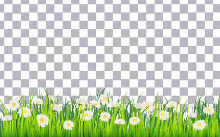 Spring field of flowers of daisies, chamomile and green juicy grass, meadowのイラスト素材