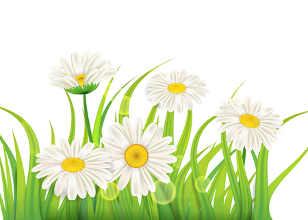 Spring chamomile background fresh green grassのイラスト素材