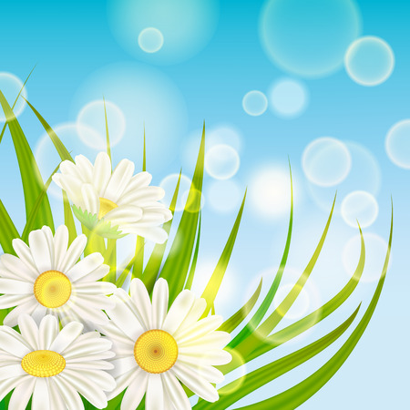 Spring chamomile background fresh green grassのイラスト素材