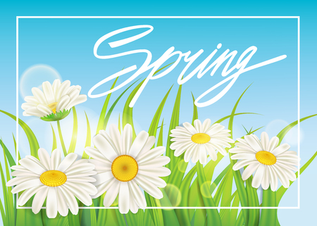 Spring chamomile background fresh green grassのイラスト素材