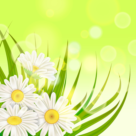 Spring chamomile background fresh green grassのイラスト素材