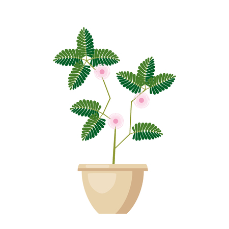 Pink flowering Angraecum distichum. Green leaves, pink flowers flowering plant in vaseのイラスト素材
