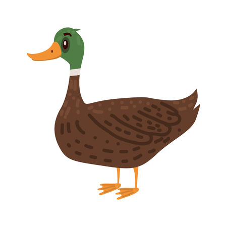 Cute duck, animal, bird, trend, cartoon style, vector, illustration, isolated on white backgroundのイラスト素材