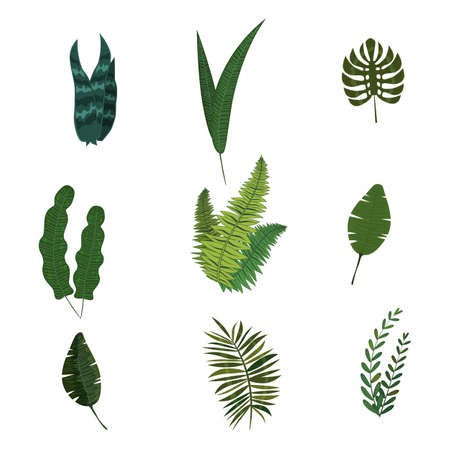 Set of tropical leaves flora jungle cartoon style vector isolatedのイラスト素材
