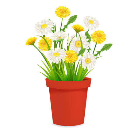 Daisy and dandelions blossom in red flowerpot, spring flowers. Realistic vector illustrationのイラスト素材