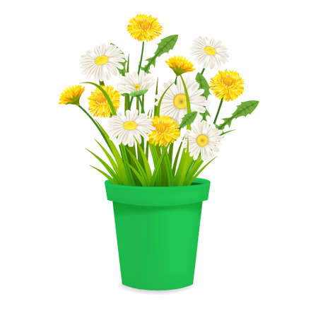 Daisy and dandelions blossom in green flowerpot, spring flowers. Realistic vector illustrationのイラスト素材