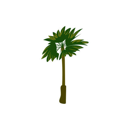Palm tree tropical. Exotic floral plant with leaves isolated. Vectorのイラスト素材