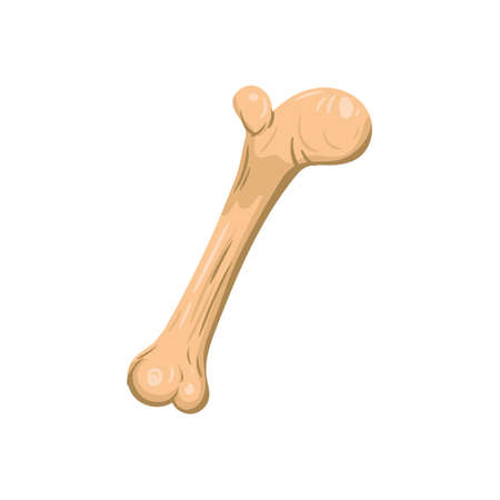 Bone Vector illustration cartoon style
