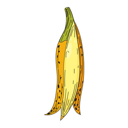 Banana yellow fruit hand drawing colorful doodle icon, organic farm product. Vector sketch illustration vintage, retro engraving styleのイラスト素材
