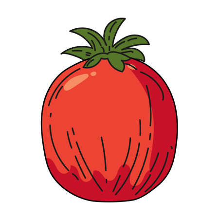 Tomato vegetable hand drawing colorful doodle icon, organic farm product. Vector sketch illustration vintage, retro engraving styleのイラスト素材