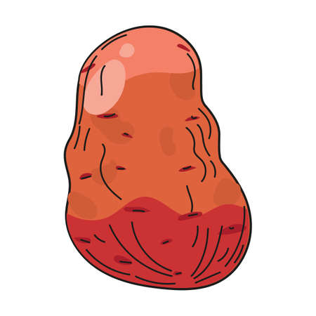 Potato vegetable hand drawing colorful doodle icon, organic farm product. Vector sketch illustration vintage, retro engraving styleのイラスト素材
