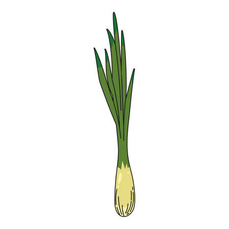 Fresh Green Onion vegetable hand drawing colorful doodle icon, organic farm product. Vector sketch illustration vintage, retro engraving styleのイラスト素材