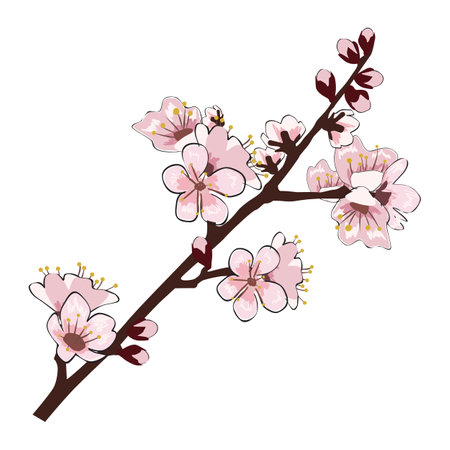 Spring Sakura cherry blooming flowers branch elementのイラスト素材