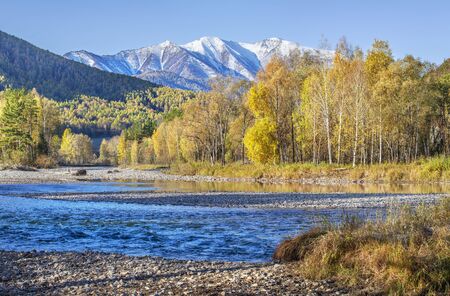 Beautiful autumn view. Blue river, yellow forest and snow-capped mountains. Altai, travels in Russia.の写真素材