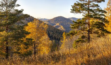 Forested mountains, autumn nature on a sunny eveningの写真素材