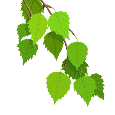 A branch of birch on a white background, young green leaves, spring, vector illustrationのイラスト素材