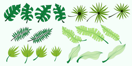 Set of vector tropical leaves, vector illustrationのイラスト素材