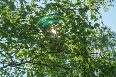 The sun shines through the branches of trees, young foliage, spring viewの写真素材