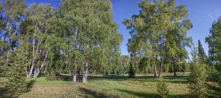 Green forest on a summer dayの写真素材