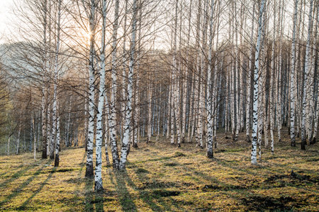 Spring birch forest, evening lightの写真素材