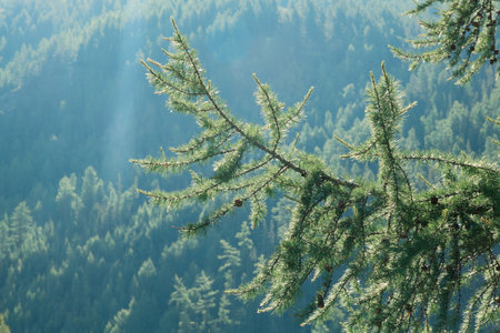 A branch of a coniferous tree against the background of a forested mountain slope. Morning light,...