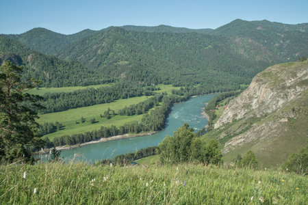 Picturesque mountain valley, river Katun, Altai, Siberia. Summer greenery, sunny weather.の写真素材