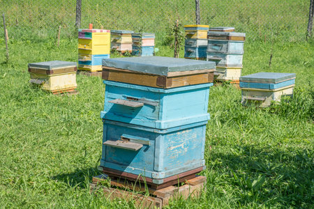 Beehives in the apiary. Beekeeping in Altai, Siberia.の写真素材